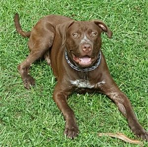 Meet your Posher, Diauntea